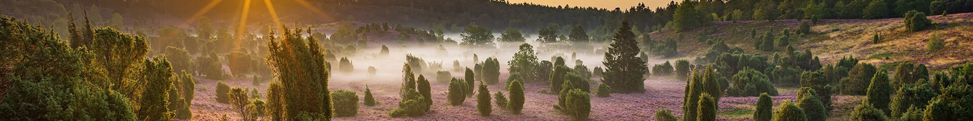 Foto_Heidelandschaft