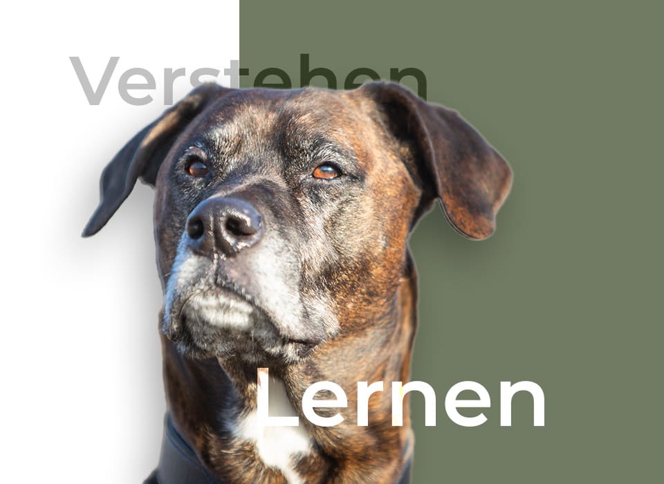 Portrait von einem Hund, der aufmerksam in die Ferne schaut